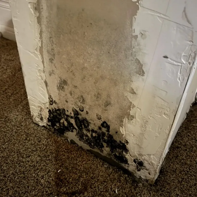 Professional Mold Removal in Wichita County, TX